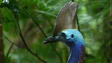 Un pájaro prehistórico