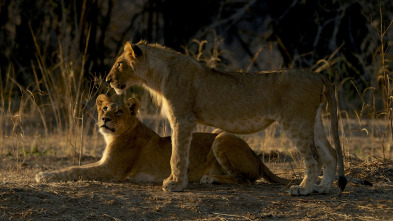 Imagen de Supervivientes de la...: Seducción Animal - 4