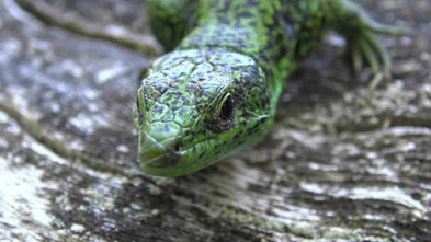 Imagen de ¡Qué animal! (T2): Arribes del Duero - 3