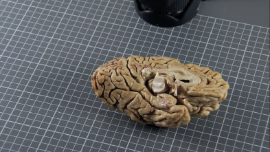 Imagen de El cerebro de Caín: Ep.1 - 5