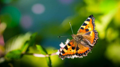 Imagen de Las hijas del sol: Mariposas - 3