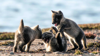 Imagen de El año de la naturaleza canadiense  - 3
