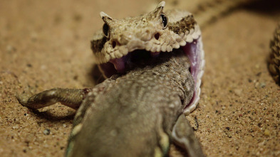 Imagen de Wild México: Vivir un día más - 3