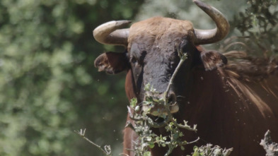 Imagen de Dehesa - 3