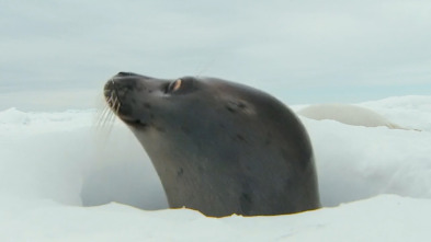 Imagen de Focas. Unos mamíferos con mucho carácter - 3