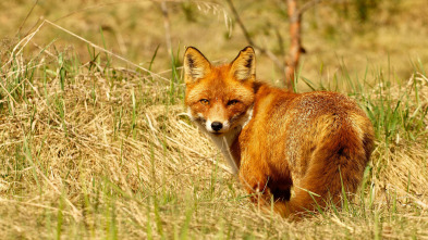 Imagen de Los segundones - 5