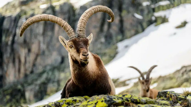 Imagen de Jerte, vida salvaje en el valle de los cerezos - 3