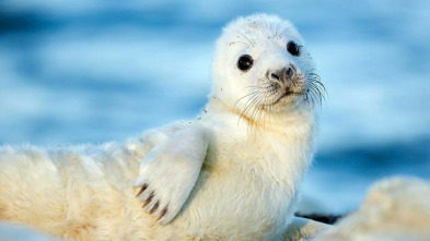 Imagen de El Salvaje Mar Báltico: Entre Finlandia y Suecia - 3