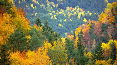 Imagen de El bosque protector: Bosques por el mundo, las Landas - 5
