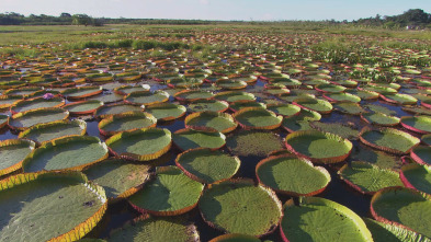 Los secretos naturales...: El Amazonas: La gran inundacion