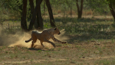 Imagen de El aliento del guepardo - 3
