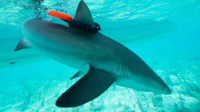 Imagen de Animales con cámaras: Australia - 3