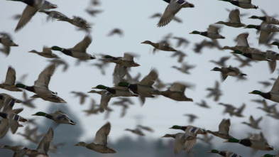 Imagen de ¡Qué animal! (T6): Sueño - 5