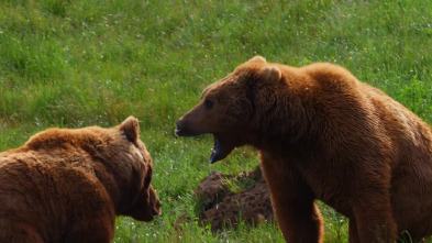 Locas relaciones de la fauna