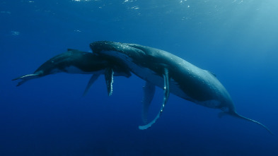 Imagen de Cachalotes: gigantes del mar - 3