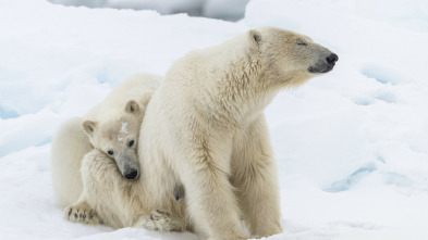 Imagen de Planeta helado II: Sur helado - 3