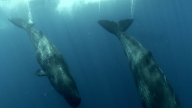 Imagen de Familia de cachalotes - 3