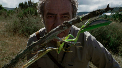 Cuaderno de campo: Camaleón