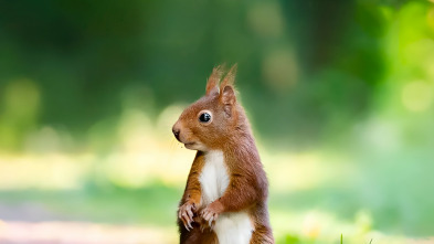 Imagen de Secrets of Squirrels - 3