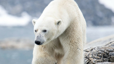 Imagen de Escandinavia salvaje  - 3