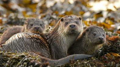 Imagen de Nacidos de la tormenta: Los hijos de la tormenta - 5