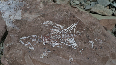 Imagen de Dinosaurios del continente helado  - 3