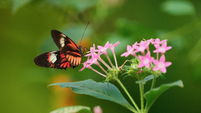 Imagen de ELAleteo de las mariposas - 3