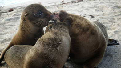 Imagen de Familias animales asombrosas: Ep.6 - 3