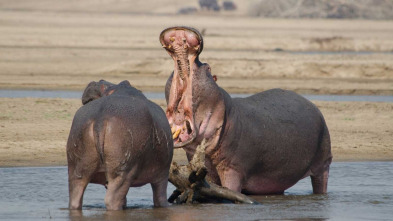 Imagen de La vida en los ríos...: Rio Limpopo - 3