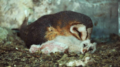 Imagen de Guarderias de la naturaleza - 3