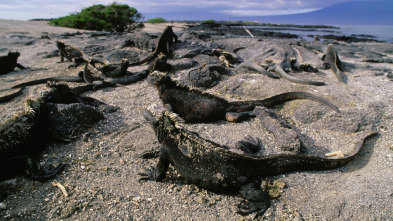 Imagen de Un día en la naturaleza: El día de las madres mas letales de la India y Sri Lanka - 3
