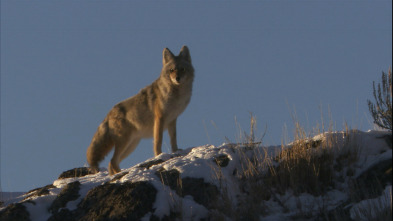 Imagen de El Coyote: El Segundon De Yellowstone - 3