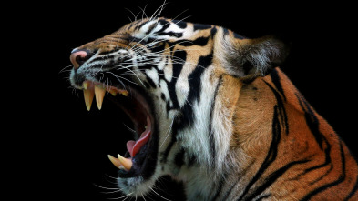 Imagen de Las caras salvajes: Creciendo - 3