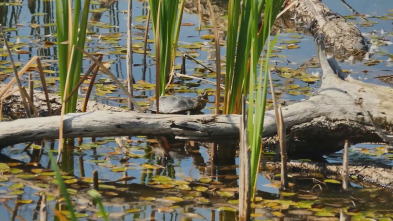 Imagen de La fauna y la flora de los lagos secretos - 3