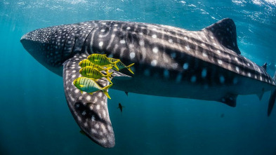 Imagen de Ningaloo. La maravilla...: Conexiones - 3