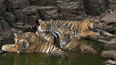 Imagen de Panteras: Guepardo. El más veloz de los felinos - 3