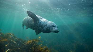 Imagen de Mares en movimiento: El desconocido Báltico - 3