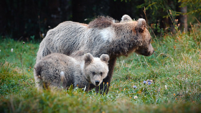 Imagen de Eslovenia salvaje - 3