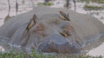 Imagen de El río de los hipopótamos - 3