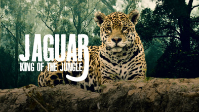 Jaguar, el rey de la jungla