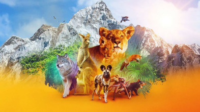 Animal: Grandes felinos