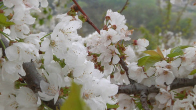Imagen de Comando Actualidad (T2025): España en flor - 3