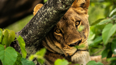 Imagen de Okavango: el río de...: Viaje divino - 3