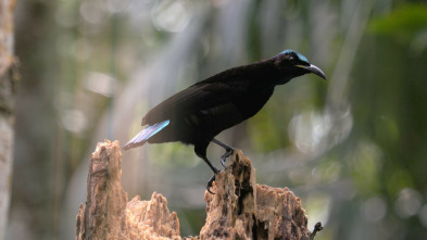 Imagen de Los orígenes de la Australia tropical - 3