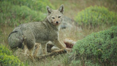 Imagen de Migraciones animales épicas: La Patagonia - 3