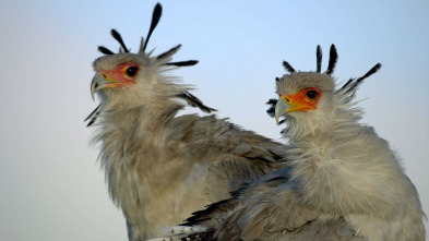 Imagen de Grandes especies de...: Grandes felinos - 3