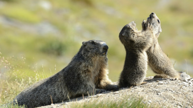 Imagen de El clan de las marmotas - 3