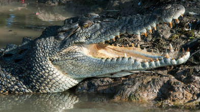 Imagen de Animales...: Engaño - 4