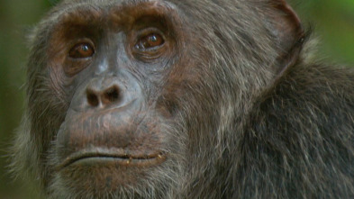 Imagen de Los animales más...: Supervivientes Del Mundo - 5