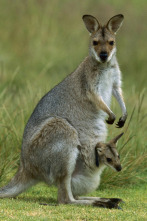 Imagen de La vida secreta dels...: Del marsupi a terra - 2